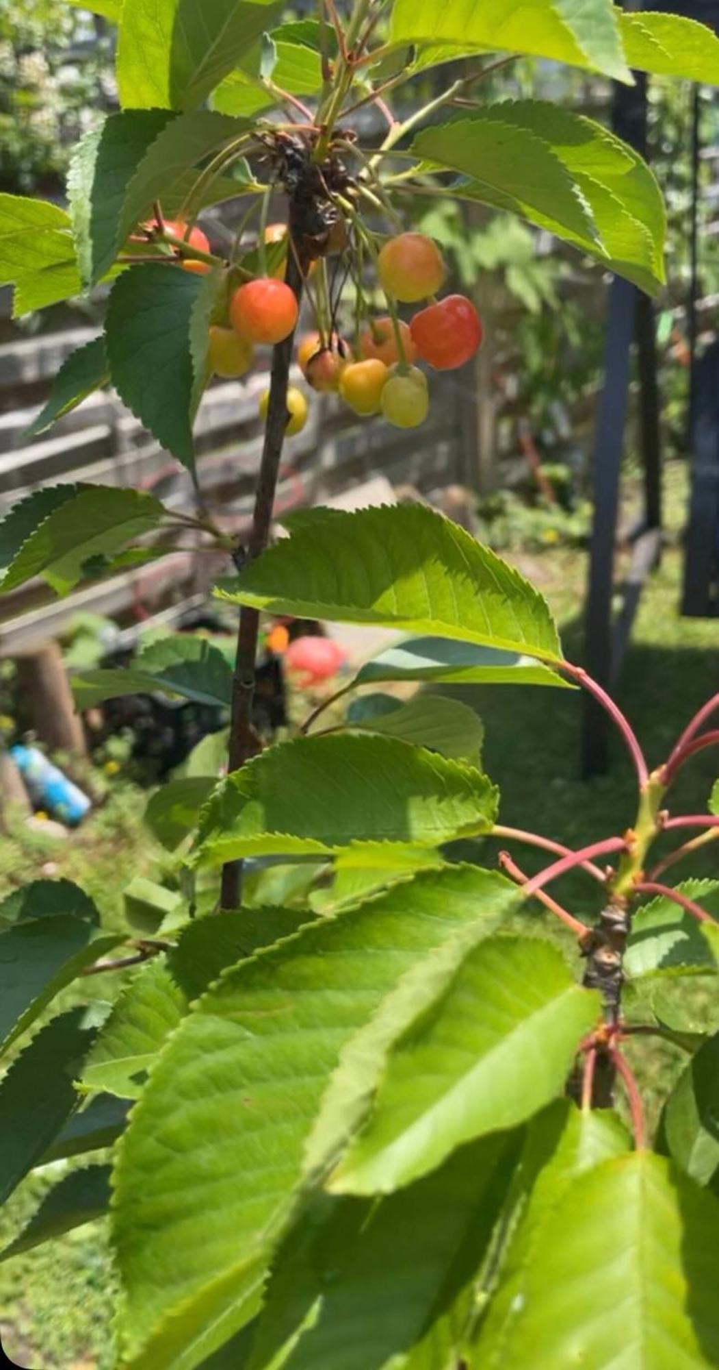 Cherry Berry Cottage By Tig Management Niagara Falls Ngoại thất bức ảnh